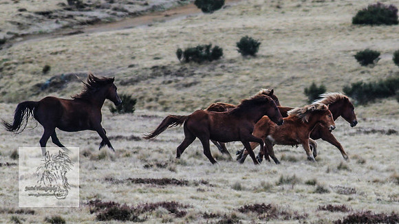BrumbiesOct2022_0414