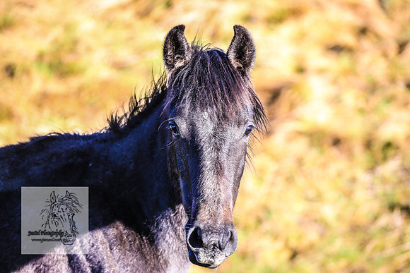 Brumbies19Oct22_0644