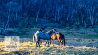 Brumbies17Oct22_2179