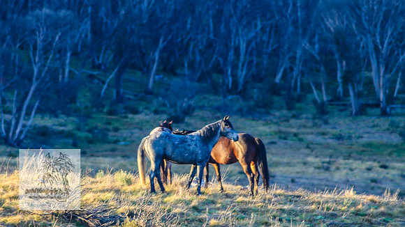 Brumbies17Oct22_2179