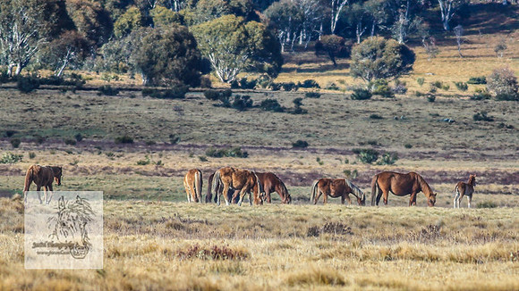 BrumbiesOct2022_0912