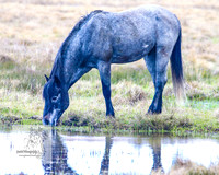 Brumbies17Oct22_1982