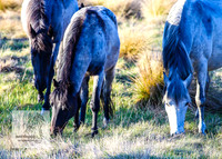 Brumbies17Oct22_2149