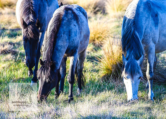 Brumbies17Oct22_2149
