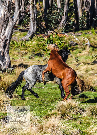 Brumbies19Oct22_0757