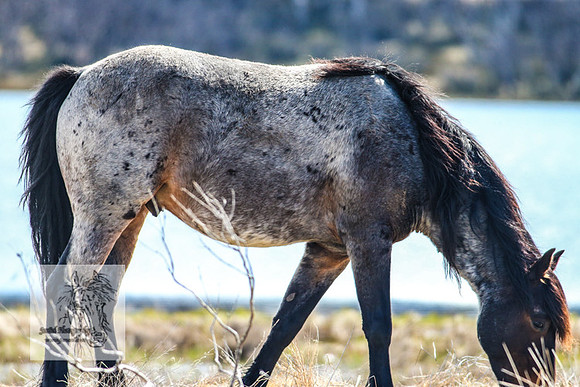 BrumbiesOct2022_0532