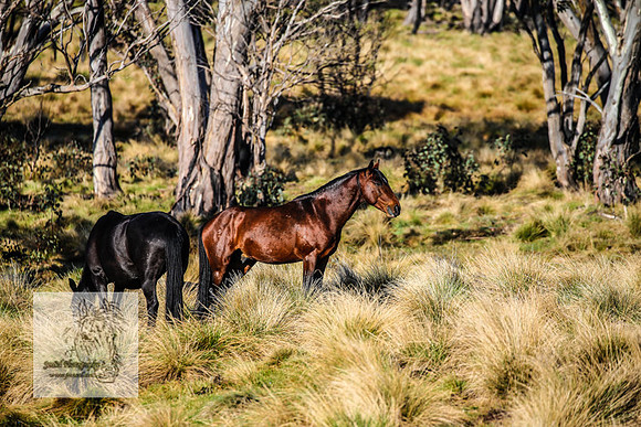 Brumbies19Oct22_0621