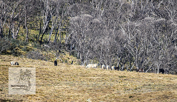 Brumbies19Oct22_0782