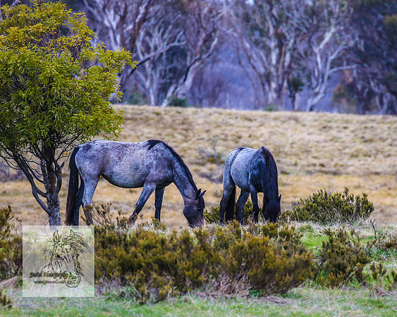 Brumbies18Oct22_0765