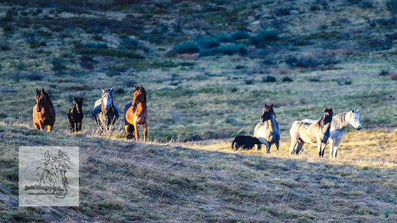 Brumbies17Oct22_2177