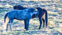 Brumbies17Oct22_2168