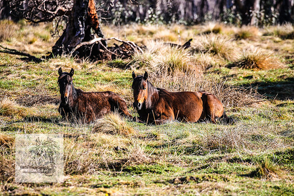 Brumbies19Oct22_0670