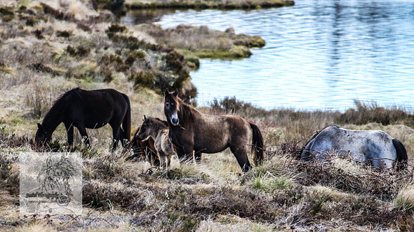 BrumbiesOct2022_0649