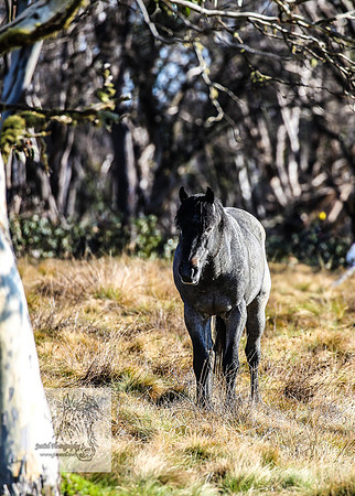 Brumbies19Oct22_0716