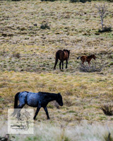 Brumbies18Oct22_0740