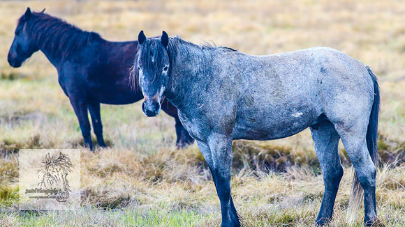 Brumbies17Oct22_1986