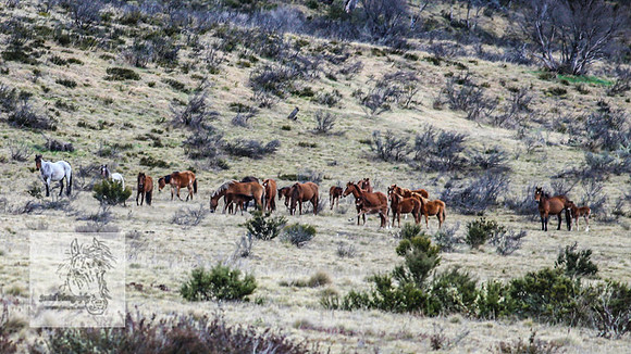 BrumbiesOct2022_0459