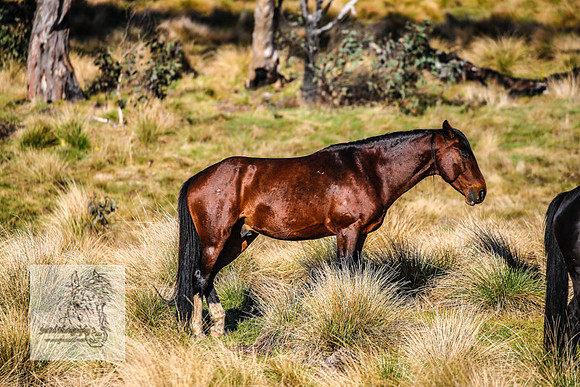 Brumbies19Oct22_0650