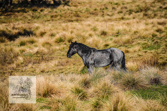 Brumbies19Oct22_0625