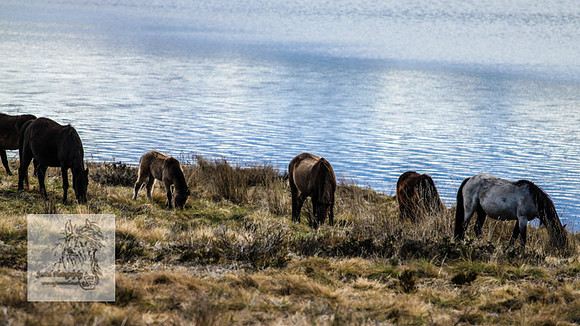 BrumbiesOct2022_0592
