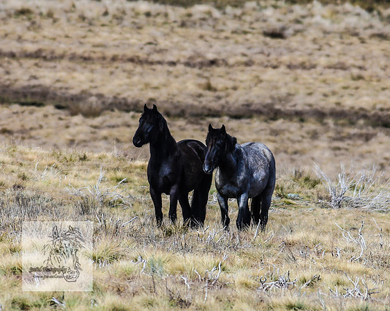 BrumbiesOct2022_0479