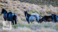 Brumbies17Oct22_2220