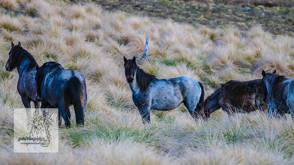 Brumbies17Oct22_2220