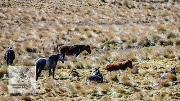 BrumbiesOct2022_0952