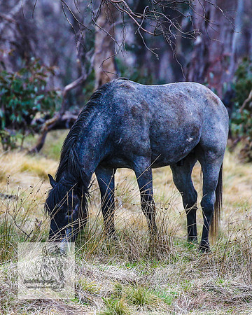 Brumbies18Oct22_0785