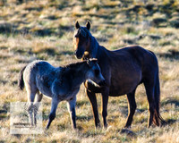 Brumbies17Oct22_2138