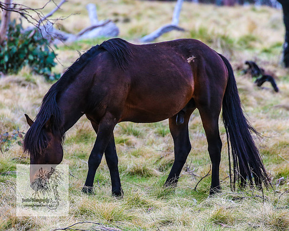 Brumbies18Oct22_0766