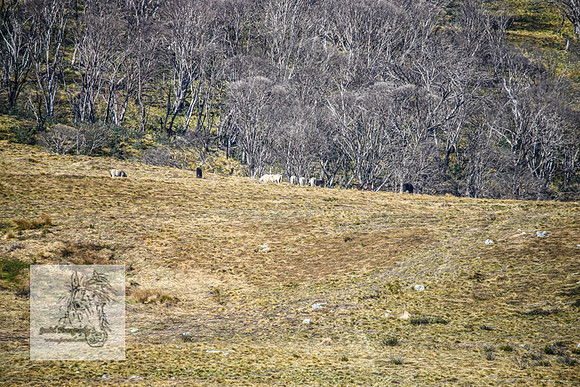 Brumbies19Oct22_0783