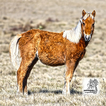 BrumbiesOct2022_1643