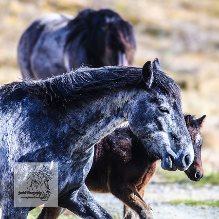 BrumbiesOct2022_0577