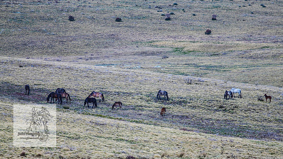 Brumbies17Oct22_2022