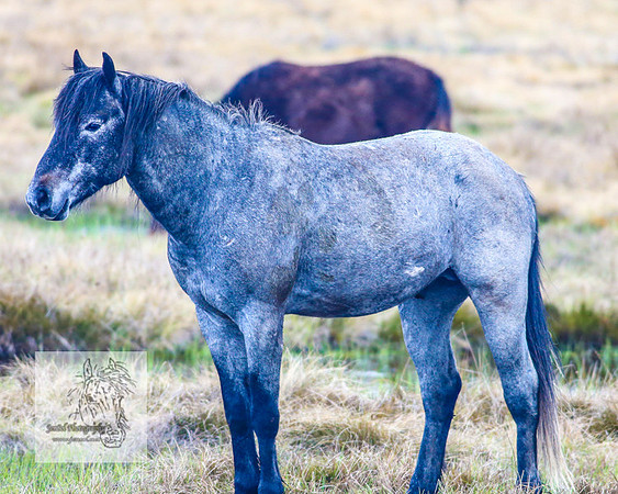 Brumbies17Oct22_1994