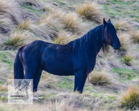 Brumbies17Oct22_2134