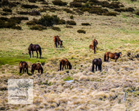 Brumbies18Oct22_0734