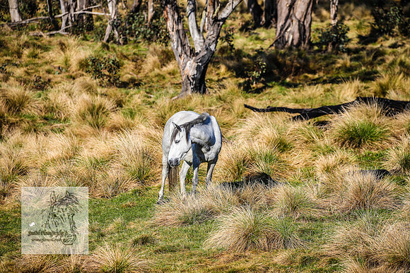 Brumbies19Oct22_0645
