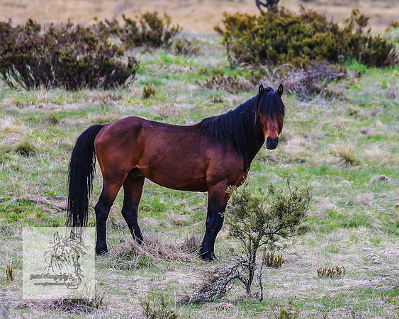 Brumbies18Oct22_0746