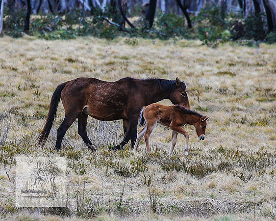 Brumbies18Oct22_0758