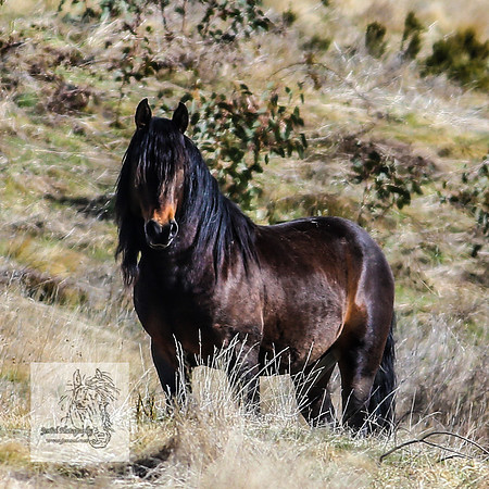 BrumbiesOct2022_0545