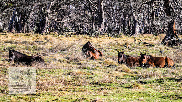 Brumbies19Oct22_0695