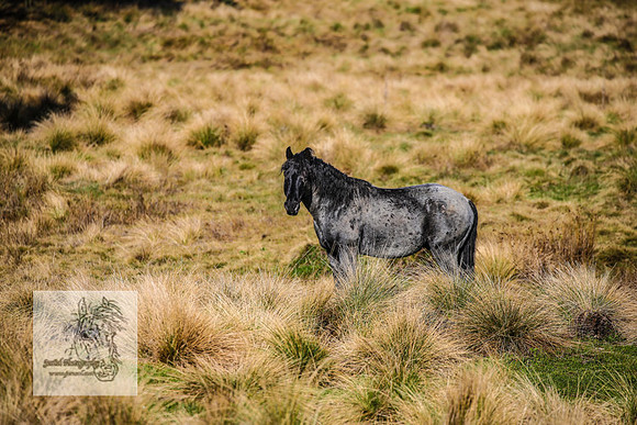 Brumbies19Oct22_0684