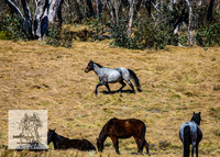 BrumbiesSep2022_0065