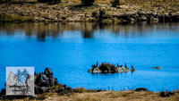BrumbiesSep2022_0075