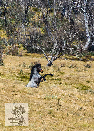 BrumbiesSep2022_0039