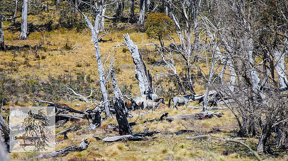 BrumbiesSep2022_0170