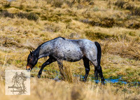 BrumbiesSep2022_0001