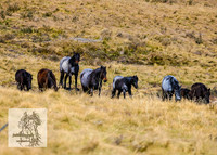 BrumbiesSep2022_0091